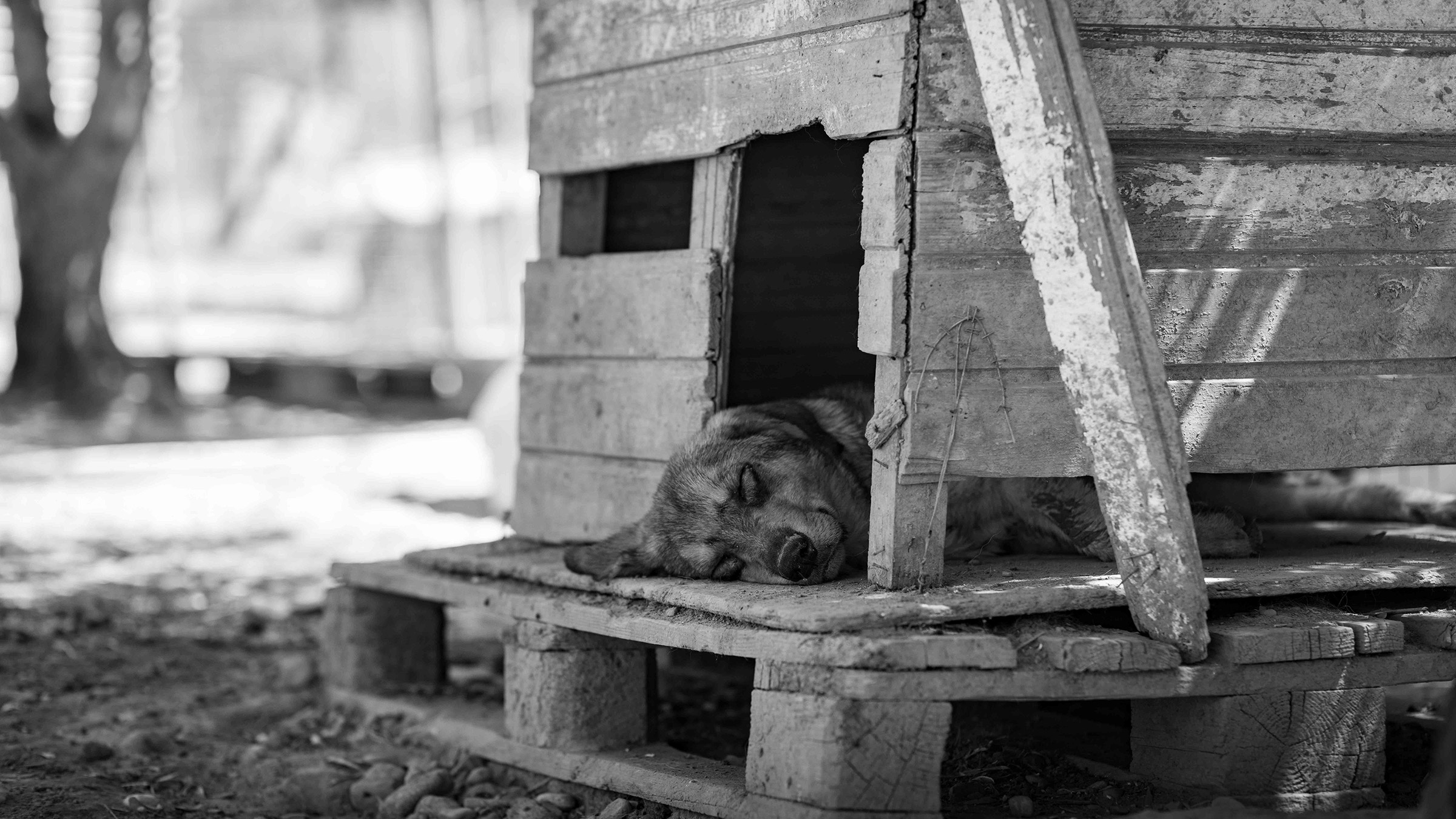 Strassenhunde von Griechenland